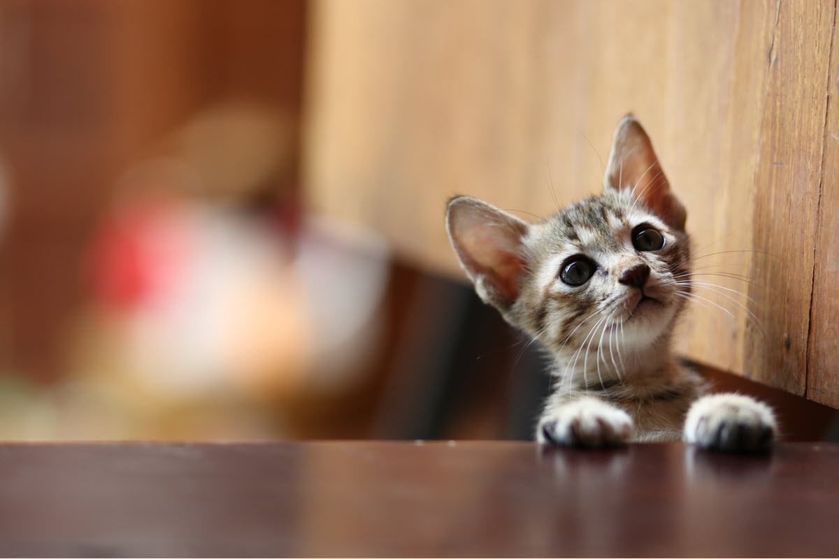 Paws & Claws Adoptions
