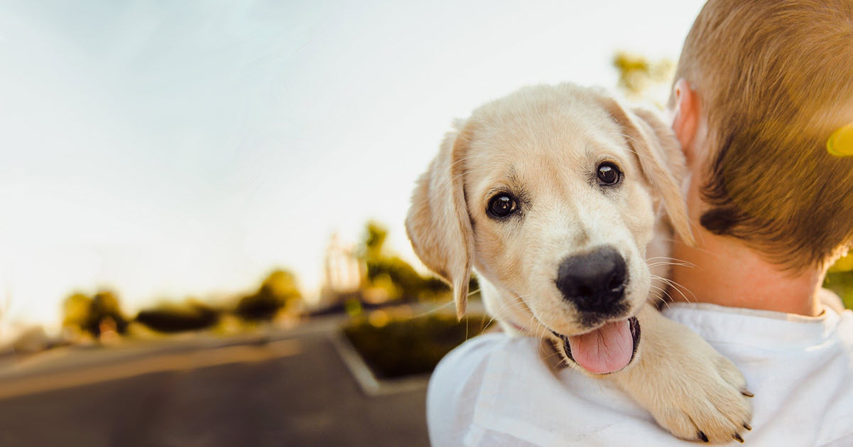 Paws & Claws Adoptions