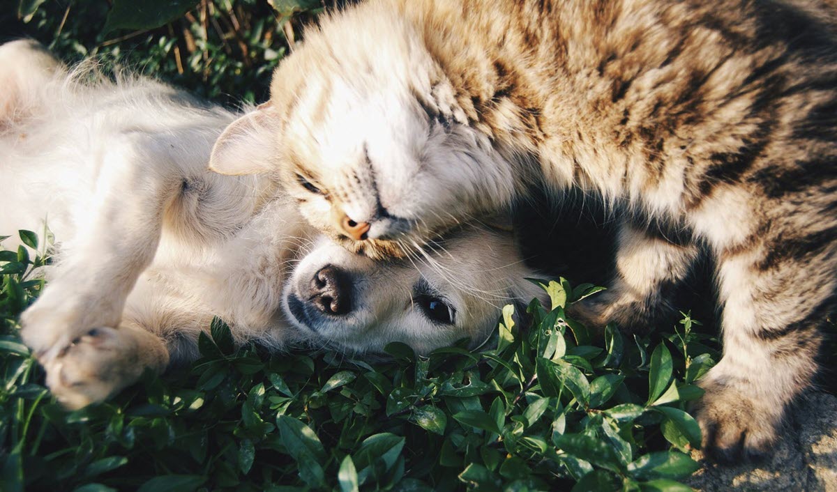 Paws & Claws Adoptions